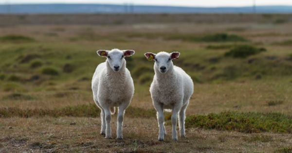 a couple of sheep standing on top of a grass covered field